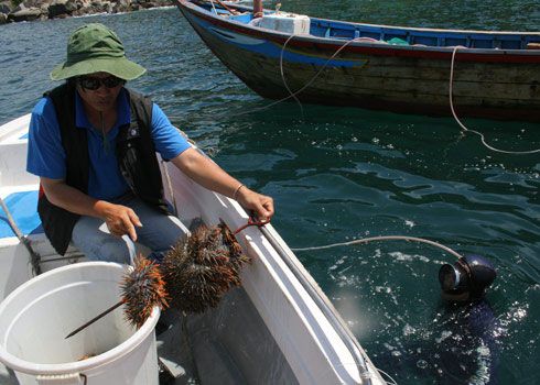 Picture 2 of Kill sea starfish to protect corals