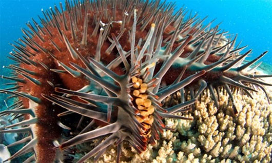Picture 1 of Kill starfish with new methods to protect corals