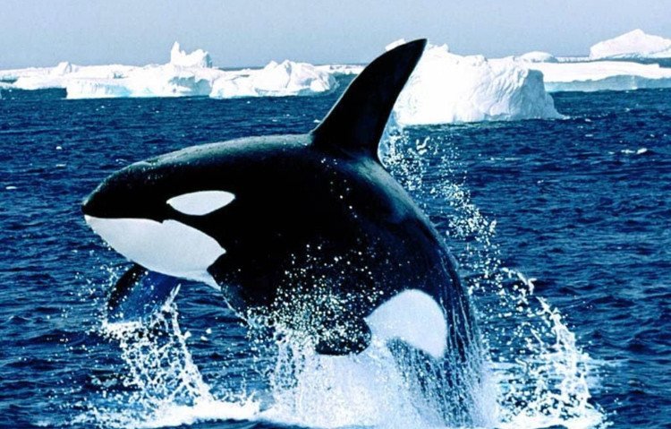 Picture 2 of Killer whales and white sharks: Who is the sea god?