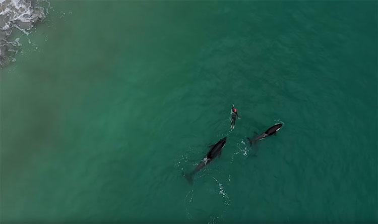 Killer whales encircle seafarers in New Zealand