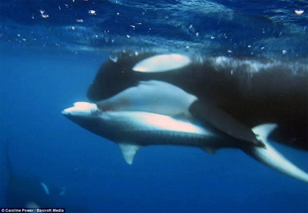 Picture 1 of Killer whales tore tiger sharks into pieces