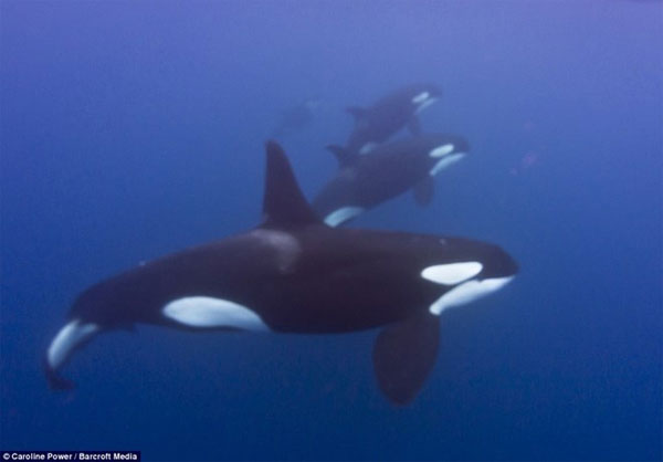Picture 2 of Killer whales tore tiger sharks into pieces
