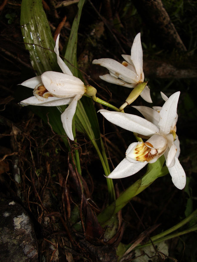Picture 6 of Kinabalu National Park - Malaysia