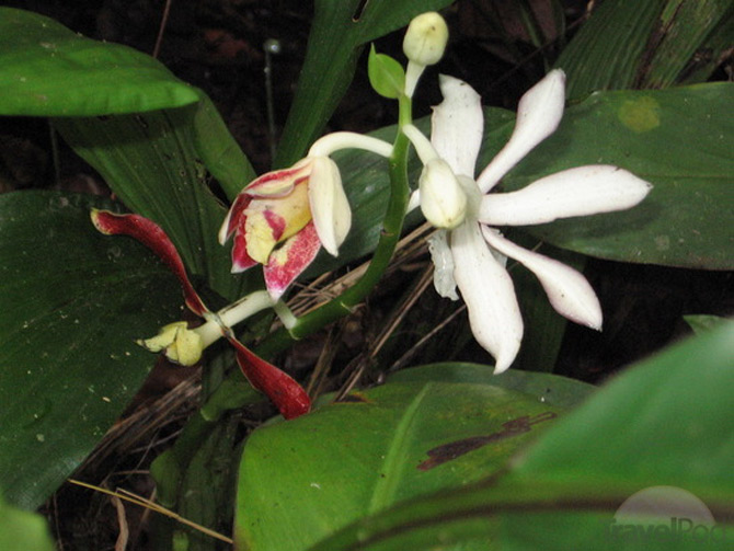 Picture 7 of Kinabalu National Park - Malaysia