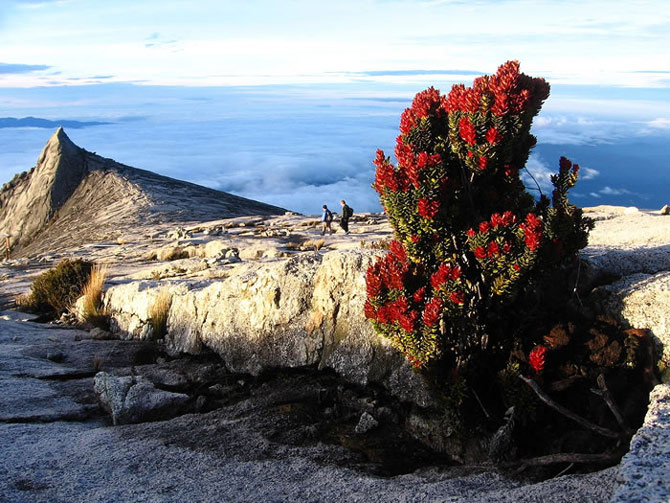 Picture 8 of Kinabalu National Park - Malaysia