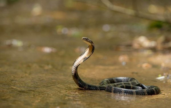 Picture 2 of King cobra - The world's largest reading venom