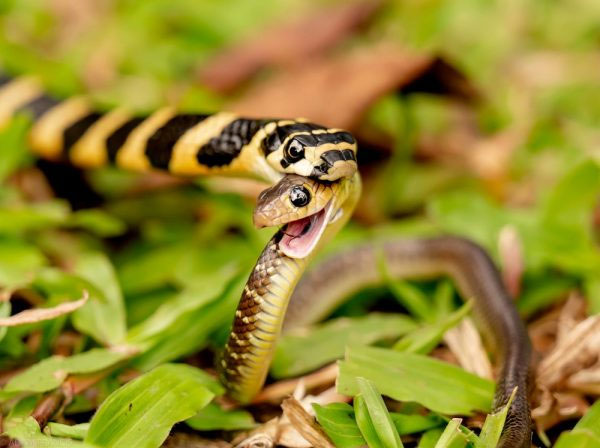 Picture 3 of King cobra - The world's largest reading venom