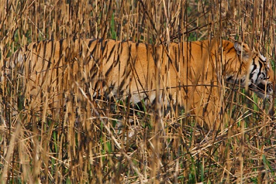 Picture 10 of Kingdom of elephants and tigers