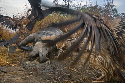 Picture 11 of Kingdom of elephants and tigers