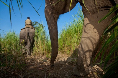 Picture 8 of Kingdom of elephants and tigers
