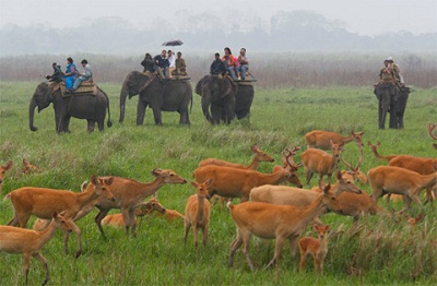 Picture 9 of Kingdom of elephants and tigers