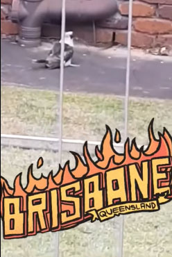Picture 1 of Kingfisher bird drags snake neck out of brick wall