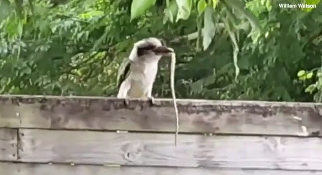 Picture 1 of Kingfishers are hungry to swallow the snake for 10 minutes