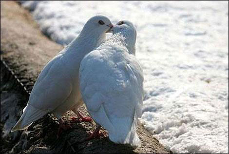 Picture 2 of Kiss from a scientific perspective