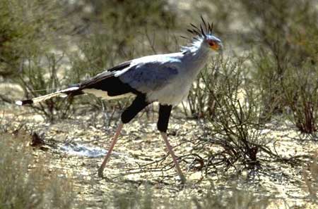 Picture 3 of Kite eating snakes