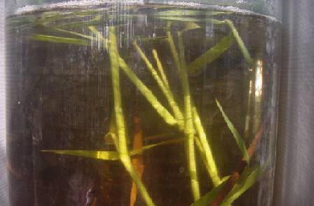 Picture 3 of Know about your fish (part 2)