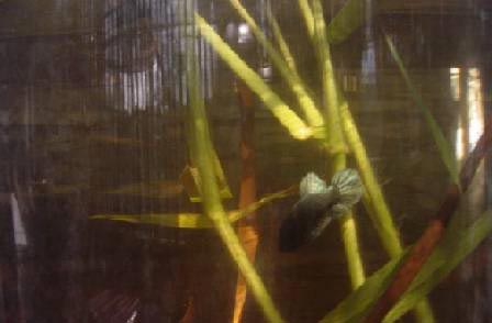 Picture 4 of Know about your fish (part 2)