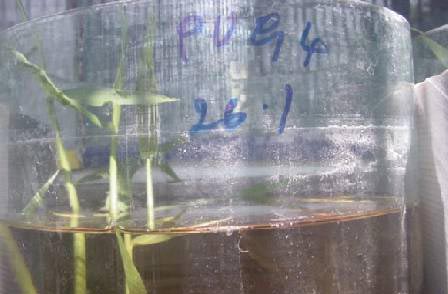 Picture 5 of Know about your fish (part 2)