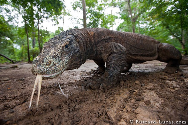 Picture 4 of Komodo dragon, prehistoric monster about to be extinct