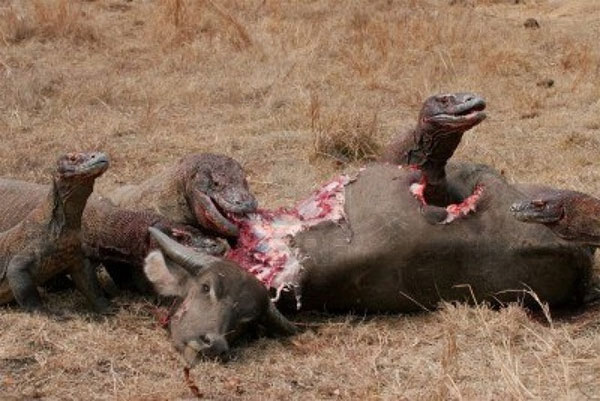 Picture 6 of Komodo dragon, prehistoric monster about to be extinct