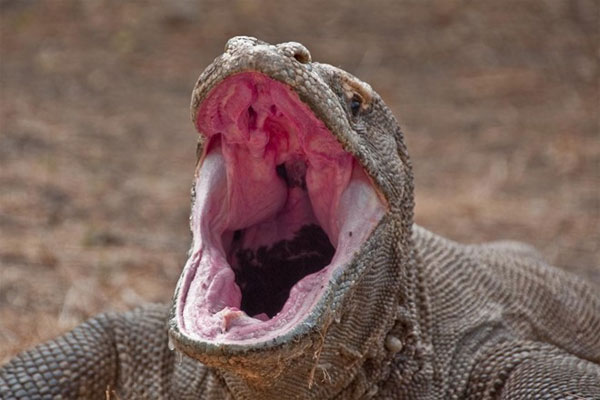 Picture 7 of Komodo dragon, prehistoric monster about to be extinct