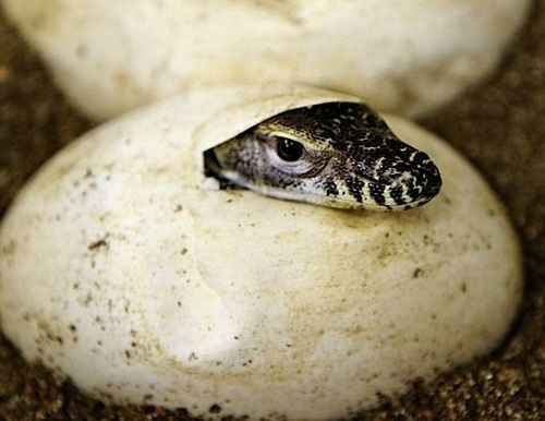 Picture 9 of Komodo dragon, prehistoric monster about to be extinct