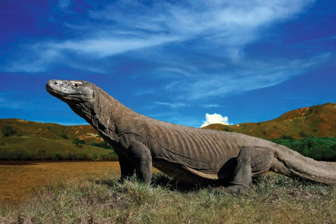 Picture 6 of Komodo National Park - Indonesia