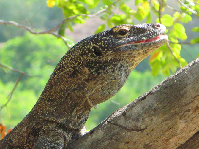 Picture 7 of Komodo National Park - Indonesia