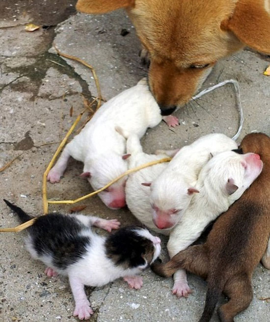 Picture 2 of Korea: Dogs born cats