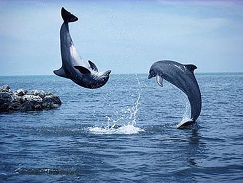 Picture 1 of Korea strengthens whale protection