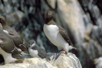 Picture 1 of Lack of food makes young birds killed