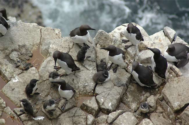 Picture 2 of Lack of food makes young birds killed