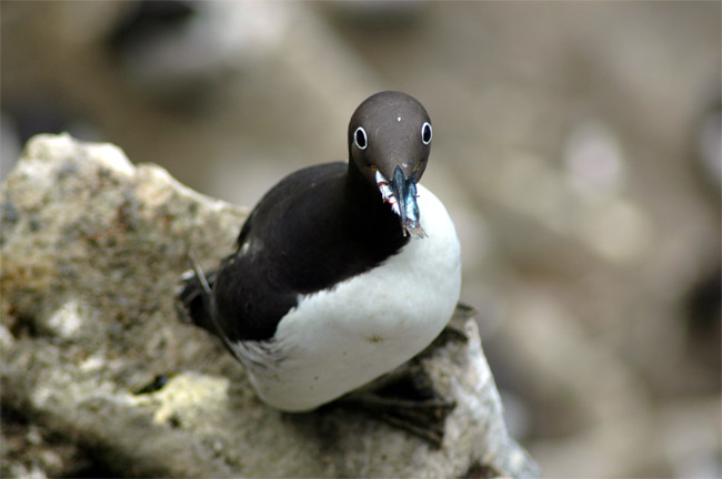 Picture 3 of Lack of food makes young birds killed
