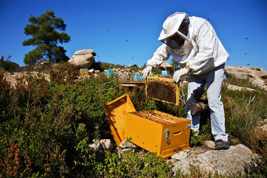 Picture 1 of Lack of honey bees, crop yields in many countries are threatened