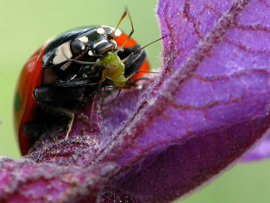 Picture 1 of Ladybug is 'biological weapon' in the supermarket