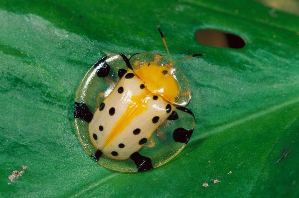 Picture 2 of Ladybug larvae use dung as fighting weapons