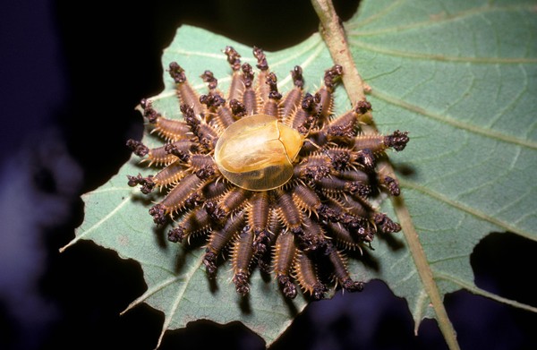 Picture 4 of Ladybug larvae use dung as fighting weapons