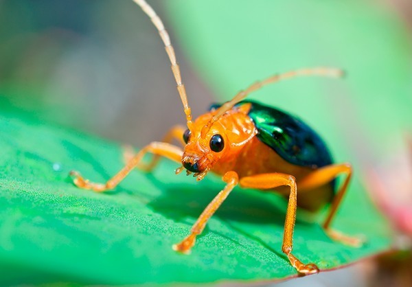Picture 5 of Ladybug larvae use dung as fighting weapons
