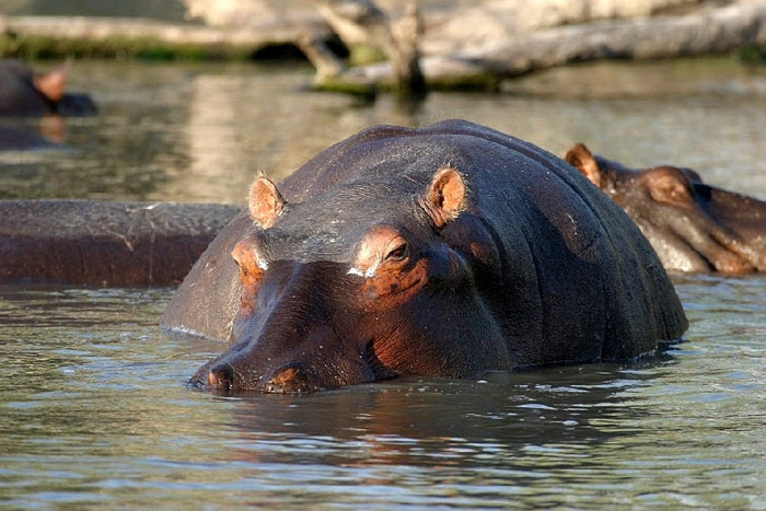 Picture 10 of Lake Turkana National Park - Kenya
