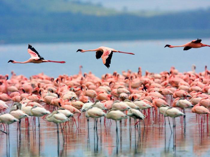 Picture 3 of Lake Turkana National Park - Kenya