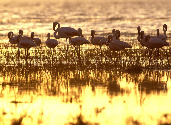 Picture 8 of Lake Turkana National Park - Kenya