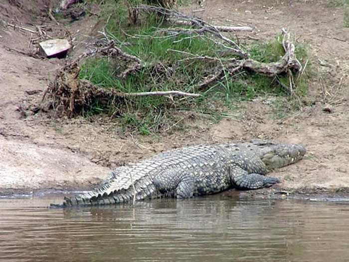 Picture 9 of Lake Turkana National Park - Kenya