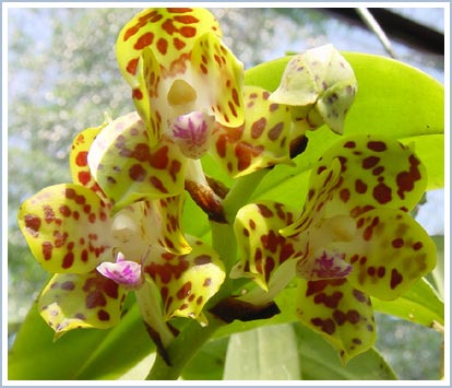 Picture 1 of Lam Dong: Many rare orchids are in danger of extinction
