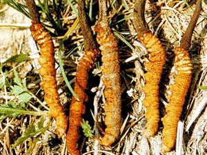 Picture 1 of Lam Dong produces mulberry cordyceps