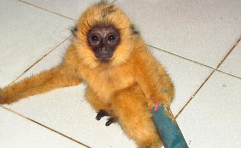 Picture 1 of Lam Dong rescues precious black gibbon