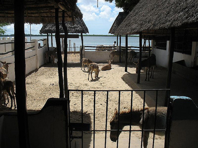 Picture 9 of Lamu old town