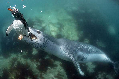 Picture 1 of Landscape of fantasy hunting under the ocean