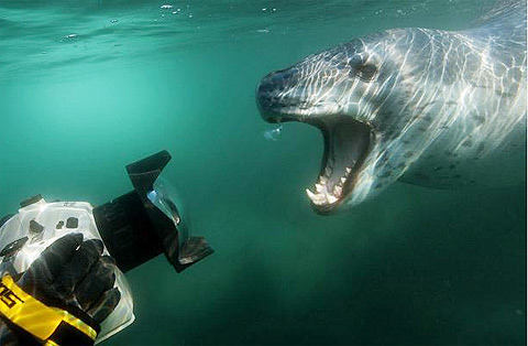 Picture 2 of Landscape of fantasy hunting under the ocean