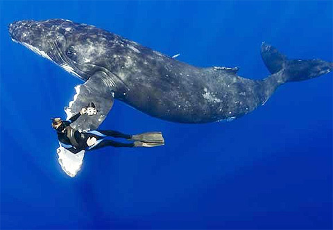 Picture 4 of Landscape of fantasy hunting under the ocean