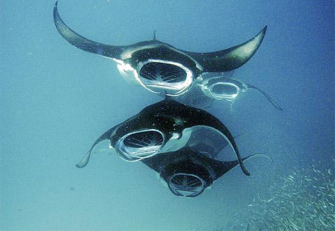 Picture 5 of Landscape of fantasy hunting under the ocean